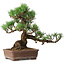 Pinus parviflora, 30 cm, ± 20 ans