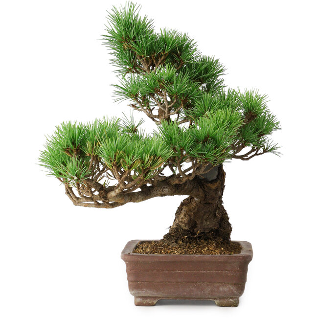 Pinus parviflora, 31 cm, ± 20 jaar oud