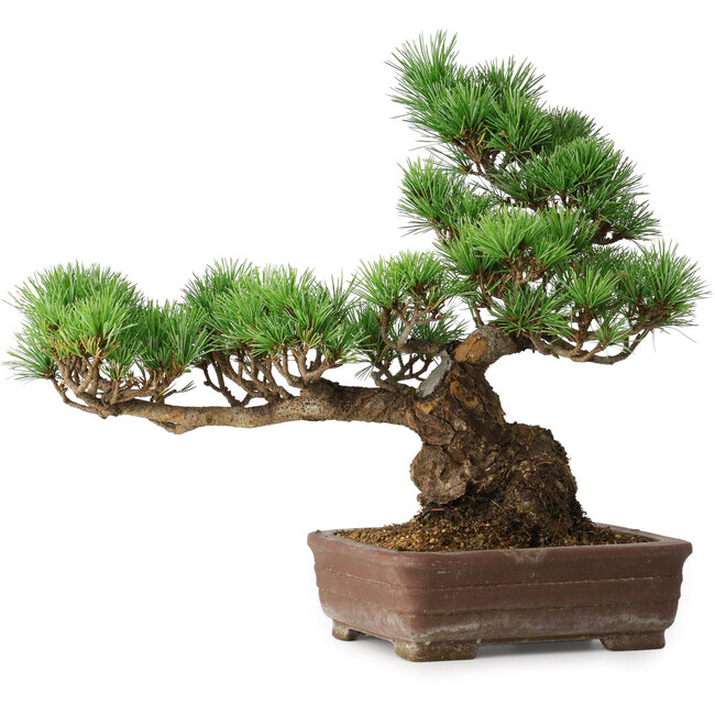 Pinus parviflora, 31 cm, ± 20 años