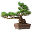 Pinus parviflora, 31 cm, ± 20 jaar oud