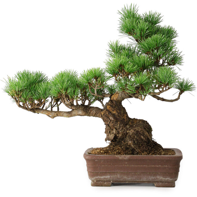 Pinus parviflora, 31 cm, ± 20 años
