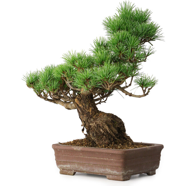 Pinus parviflora, 31 cm, ± 20 años