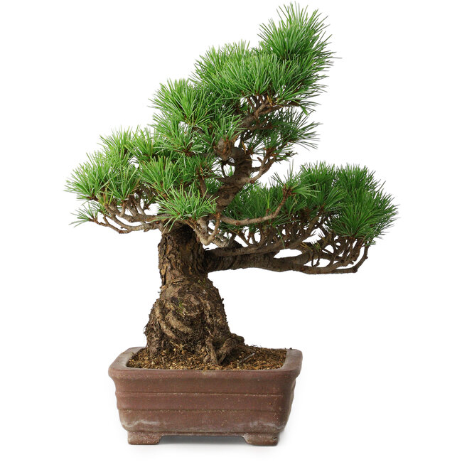 Pinus parviflora, 31 cm, ± 20 jaar oud