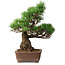 Pinus parviflora, 31 cm, ± 20 jaar oud