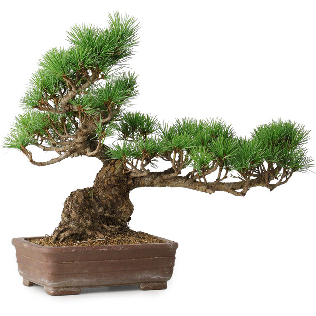 Pinus parviflora, 31 cm, ± 20 jaar oud