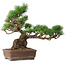 Pinus parviflora, 31 cm, ± 20 jaar oud