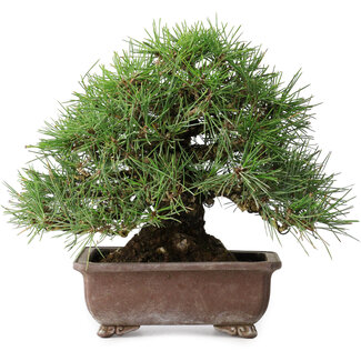 Pinus thunbergii, 23 cm, ± 30 ans