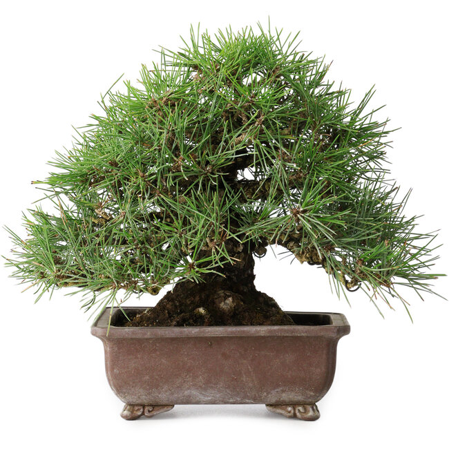 Pinus thunbergii, 23 cm, ± 30 jaar oud