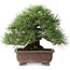 Pinus thunbergii, 23 cm, ± 30 jaar oud