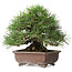 Pinus thunbergii, 23 cm, ± 30 ans