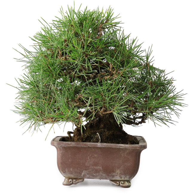 Pinus thunbergii, 23 cm, ± 30 jaar oud