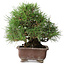 Pinus thunbergii, 23 cm, ± 30 jaar oud