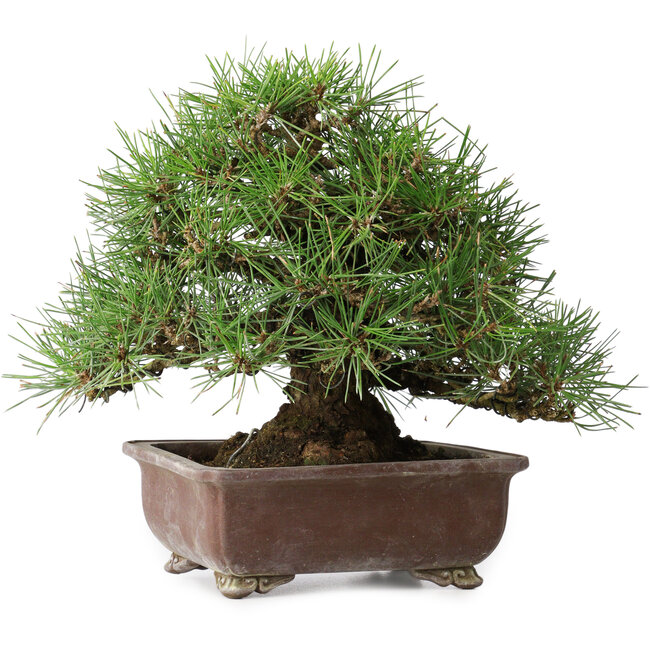 Pinus thunbergii, 23 cm, ± 30 years old