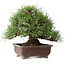 Pinus thunbergii, 23 cm, ± 30 jaar oud