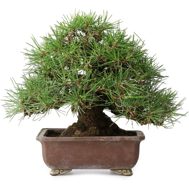 Pinus thunbergii, 23 cm, ± 30 jaar oud