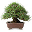 Pinus thunbergii, 23 cm, ± 30 jaar oud