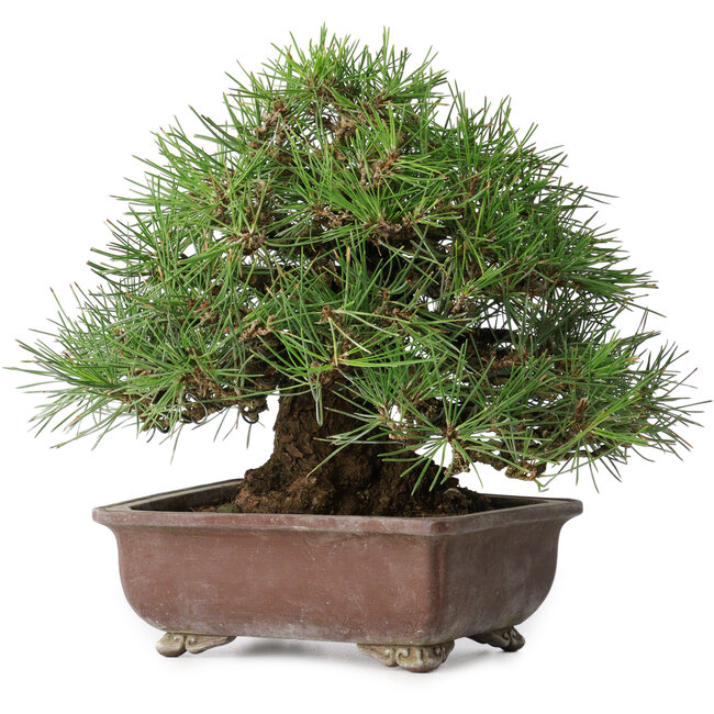 Pinus thunbergii, 23 cm, ± 30 Jahre alt