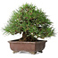 Pinus thunbergii, 23 cm, ± 30 jaar oud