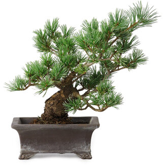 Pinus parviflora, 21 cm, ± 20 ans