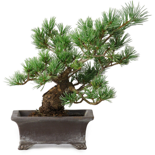Pinus parviflora, 21 cm, ± 20 ans