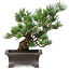 Pinus parviflora, 21 cm, ± 20 ans