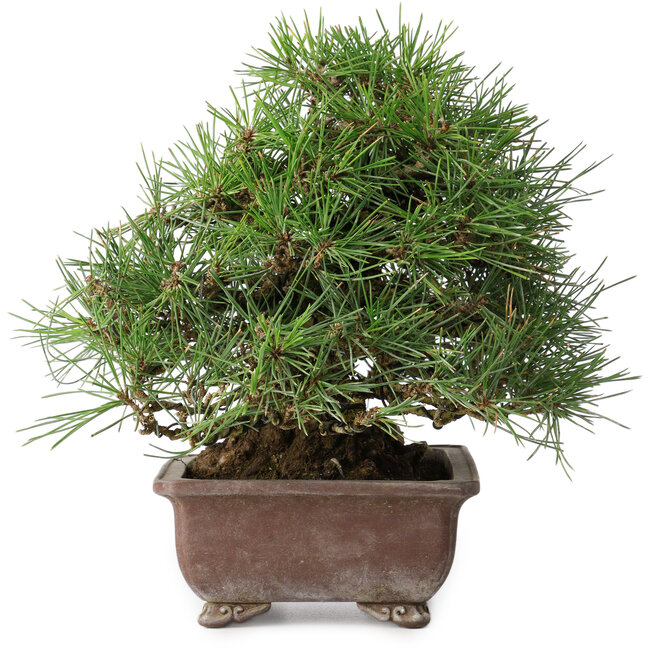 Pinus thunbergii, 23 cm, ± 30 years old