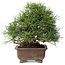 Pinus thunbergii, 23 cm, ± 30 ans