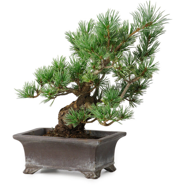 Pinus parviflora, 21 cm, ± 20 anni