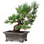 Pinus parviflora, 21 cm, ± 20 ans