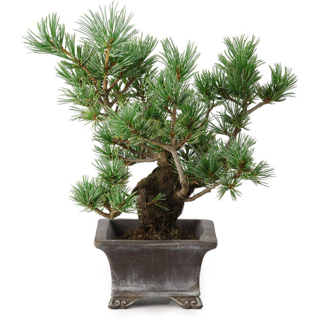 Pinus parviflora, 21 cm, ± 20 jaar oud