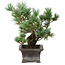 Pinus parviflora, 21 cm, ± 20 ans