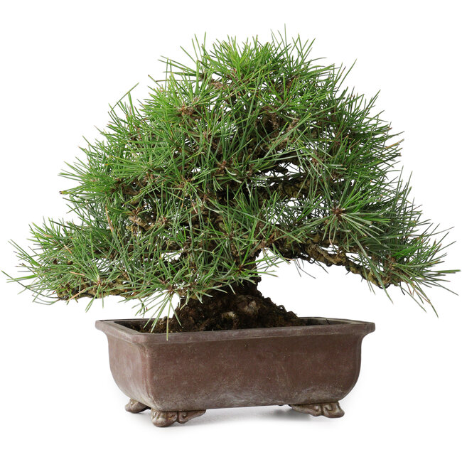 Pinus thunbergii, 23 cm, ± 30 jaar oud