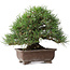 Pinus thunbergii, 23 cm, ± 30 jaar oud