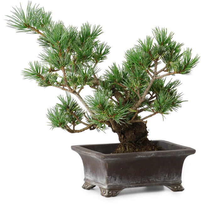 Pinus parviflora, 21 cm, ± 20 ans