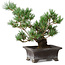 Pinus parviflora, 21 cm, ± 20 ans