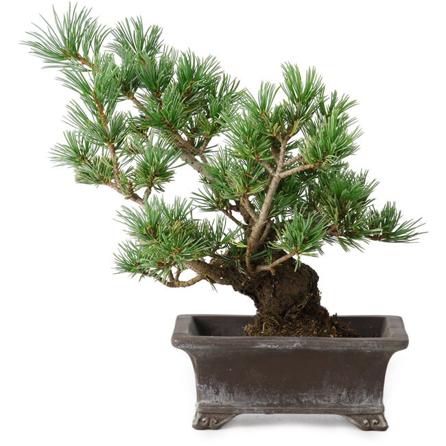 Pinus parviflora, 21 cm, ± 20 años