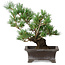 Pinus parviflora, 21 cm, ± 20 ans