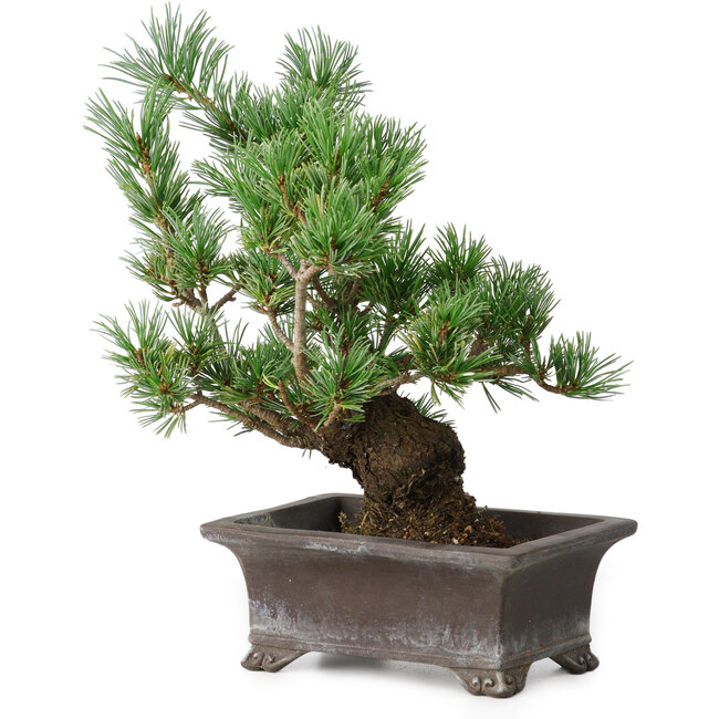 Pinus parviflora, 21 cm, ± 20 Jahre alt