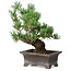 Pinus parviflora, 21 cm, ± 20 ans