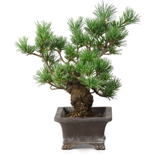 Pinus parviflora, 21 cm, ± 20 años