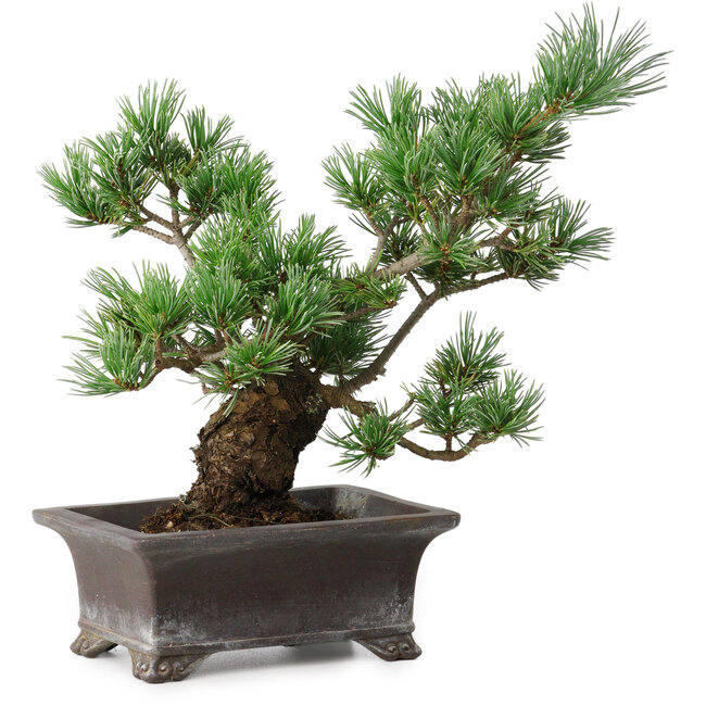 Pinus parviflora, 21 cm, ± 20 jaar oud