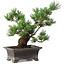 Pinus parviflora, 21 cm, ± 20 ans