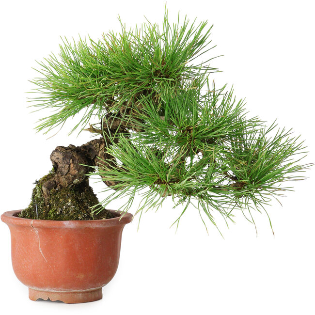 Pinus densiflora, 19,5 cm, ± 25 anni, in un vaso rotto