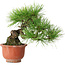 Pinus densiflora, 19,5 cm, ± 25 ans, dans un pot cassé