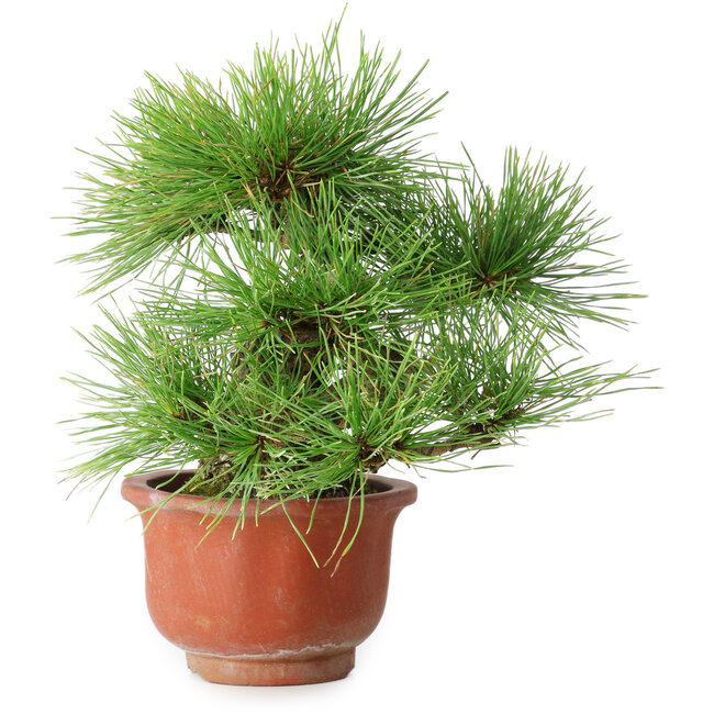 Pinus densiflora, 19,5 cm, ± 25 Jahre alt, in einem zerbrochenen Topf