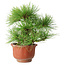 Pinus densiflora, 19,5 cm, ± 25 anni, in un vaso rotto
