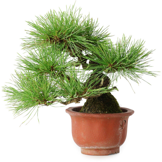 Pinus densiflora, 19,5 cm, ± 25 Jahre alt, in einem zerbrochenen Topf