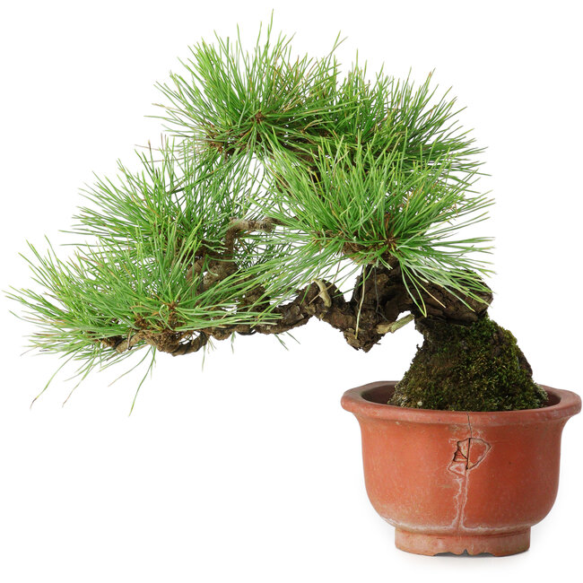 Pinus densiflora, 19,5 cm, ± 25 anni, in un vaso rotto