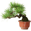 Pinus densiflora, 19,5 cm, ± 25 years old, in a broken pot