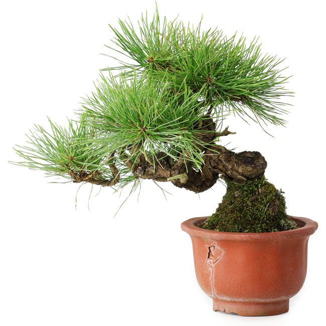 Pinus densiflora, 19,5 cm, ± 25 years old, in a broken pot
